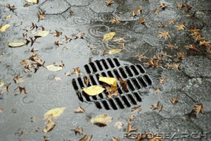 afterrain.jpg